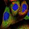 PIH1 Domain Containing 1 antibody, NBP1-92269, Novus Biologicals, Immunofluorescence image 