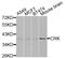 CRK Proto-Oncogene, Adaptor Protein antibody, abx006690, Abbexa, Western Blot image 