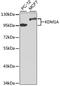 Lysine Demethylase 1A antibody, A1156, ABclonal Technology, Western Blot image 