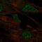 Mab-21 Like 2 antibody, PA5-65553, Invitrogen Antibodies, Immunofluorescence image 