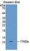 HOP Homeobox antibody, LS-C374540, Lifespan Biosciences, Western Blot image 