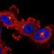 Adhesion G Protein-Coupled Receptor B2 antibody, NBP2-56115, Novus Biologicals, Immunocytochemistry image 