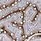 Zinc Finger Protein 385D antibody, HPA036190, Atlas Antibodies, Immunohistochemistry frozen image 
