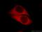 Heat Shock Protein 90 Alpha Family Class B Member 1 antibody, 11405-1-AP, Proteintech Group, Immunofluorescence image 