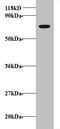 Transferrin antibody, A51885-100, Epigentek, Western Blot image 