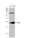 RAS Related antibody, NBP1-32156, Novus Biologicals, Western Blot image 