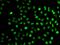 Splicing Factor 3b Subunit 2 antibody, orb247263, Biorbyt, Immunofluorescence image 