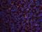 10 kDa chaperonin antibody, orb76303, Biorbyt, Immunocytochemistry image 