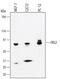 Fibroblast Growth Factor Receptor Substrate 2 antibody, MAB4069, R&D Systems, Western Blot image 