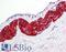 Peripherin antibody, LS-B7614, Lifespan Biosciences, Immunohistochemistry frozen image 