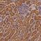 Peroxisomal Biogenesis Factor 3 antibody, NBP1-86210, Novus Biologicals, Immunohistochemistry paraffin image 