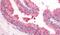 Phosphodiesterase 8A antibody, PA5-32979, Invitrogen Antibodies, Immunohistochemistry paraffin image 