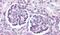 Wnt Family Member 9B antibody, PA5-34335, Invitrogen Antibodies, Immunohistochemistry frozen image 