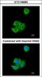 Anterior Gradient 3, Protein Disulphide Isomerase Family Member antibody, GTX108985, GeneTex, Immunofluorescence image 