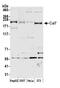 Cullin 7 antibody, A300-223A, Bethyl Labs, Western Blot image 