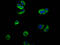 Nectin Cell Adhesion Molecule 4 antibody, CSB-PA822274LA01HU, Cusabio, Immunofluorescence image 