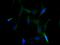 Nectin Cell Adhesion Molecule 4 antibody, CSB-PA822274LA01HU, Cusabio, Immunofluorescence image 