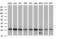 Nipsnap Homolog 2 antibody, M32476, Boster Biological Technology, Western Blot image 