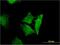 Ras association domain-containing protein 3 antibody, H00283349-M15, Novus Biologicals, Immunofluorescence image 