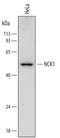 Cytoplasmic protein NCK1 antibody, AF7008, R&D Systems, Western Blot image 