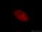 Potassium Channel Tetramerization Domain Containing 15 antibody, 20128-1-AP, Proteintech Group, Immunofluorescence image 