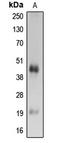 Caspase 4 antibody, LS-C353919, Lifespan Biosciences, Western Blot image 