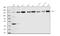 Histone Deacetylase 4 antibody, A00971-1, Boster Biological Technology, Western Blot image 