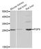 Fibroblast Growth Factor 9 antibody, A6374, ABclonal Technology, Western Blot image 