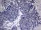 Homeobox D4 antibody, NBP2-46001, Novus Biologicals, Immunohistochemistry paraffin image 