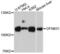Whirlin antibody, PA5-76578, Invitrogen Antibodies, Western Blot image 