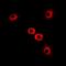 Myosin IC antibody, orb341199, Biorbyt, Immunofluorescence image 