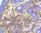 Catenin Alpha 1 antibody, NBP2-67588, Novus Biologicals, Immunohistochemistry paraffin image 