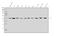 Glutamic-Oxaloacetic Transaminase 1 antibody, A04085-3, Boster Biological Technology, Western Blot image 