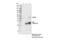 Homeobox D9 antibody, 55962S, Cell Signaling Technology, Immunoprecipitation image 