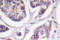 Vinculin antibody, LS-C176564, Lifespan Biosciences, Immunohistochemistry frozen image 