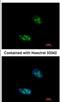 Exosome Component 10 antibody, NBP2-16393, Novus Biologicals, Immunofluorescence image 