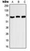Potassium Voltage-Gated Channel Subfamily A Member 3 antibody, LS-C352408, Lifespan Biosciences, Western Blot image 