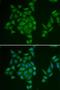 Adenosine Monophosphate Deaminase 3 antibody, LS-C334654, Lifespan Biosciences, Immunofluorescence image 