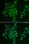 AMP deaminase 3 antibody, LS-C334654, Lifespan Biosciences, Immunofluorescence image 