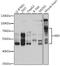 Embryonic Ectoderm Development antibody, GTX33168, GeneTex, Western Blot image 