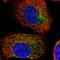 Germ Cell Nuclear Acidic Peptidase antibody, HPA023476, Atlas Antibodies, Immunofluorescence image 