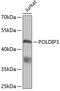 DNA Polymerase Delta Interacting Protein 3 antibody, 19-527, ProSci, Western Blot image 