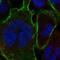 Ankyrin-2 antibody, HPA008007, Atlas Antibodies, Immunocytochemistry image 