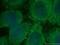 TNF Receptor Associated Factor 6 antibody, 66498-1-Ig, Proteintech Group, Immunofluorescence image 