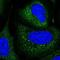TRNA Splicing Endonuclease Subunit 54 antibody, NBP2-30377, Novus Biologicals, Immunocytochemistry image 
