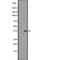 Olfactory Receptor Family 5 Subfamily H Member 6 (Gene/Pseudogene) antibody, PA5-67884, Invitrogen Antibodies, Western Blot image 