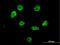 Heterogeneous Nuclear Ribonucleoprotein M antibody, H00004670-M03, Novus Biologicals, Immunocytochemistry image 