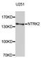 Neurotrophic Receptor Tyrosine Kinase 2 antibody, STJ24835, St John