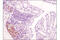 CD4 antibody, 25229T, Cell Signaling Technology, Immunohistochemistry paraffin image 