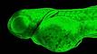 G Protein Subunit Beta 1 antibody, GTX124712, GeneTex, Immunofluorescence image 